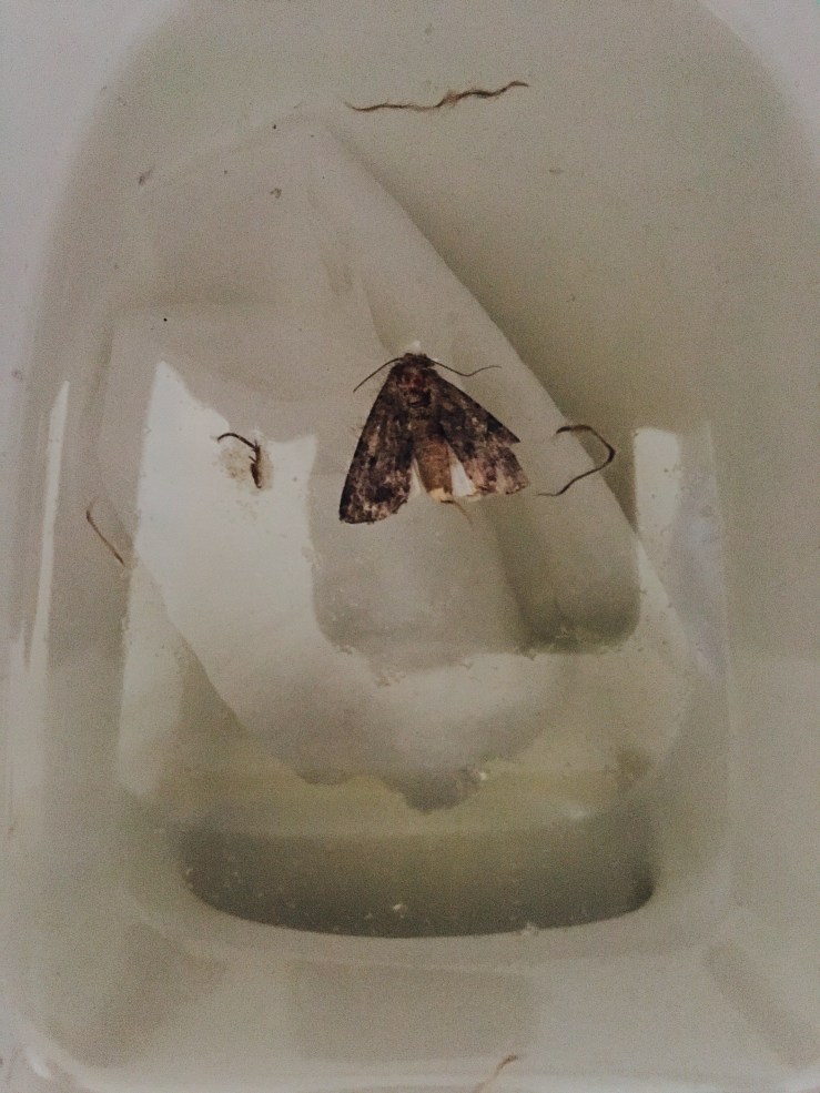 moth